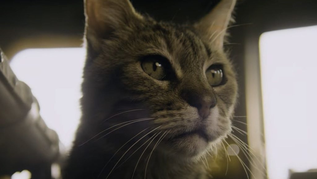 El gato de 'Apocalipsis Z: Nuevo mundo'.